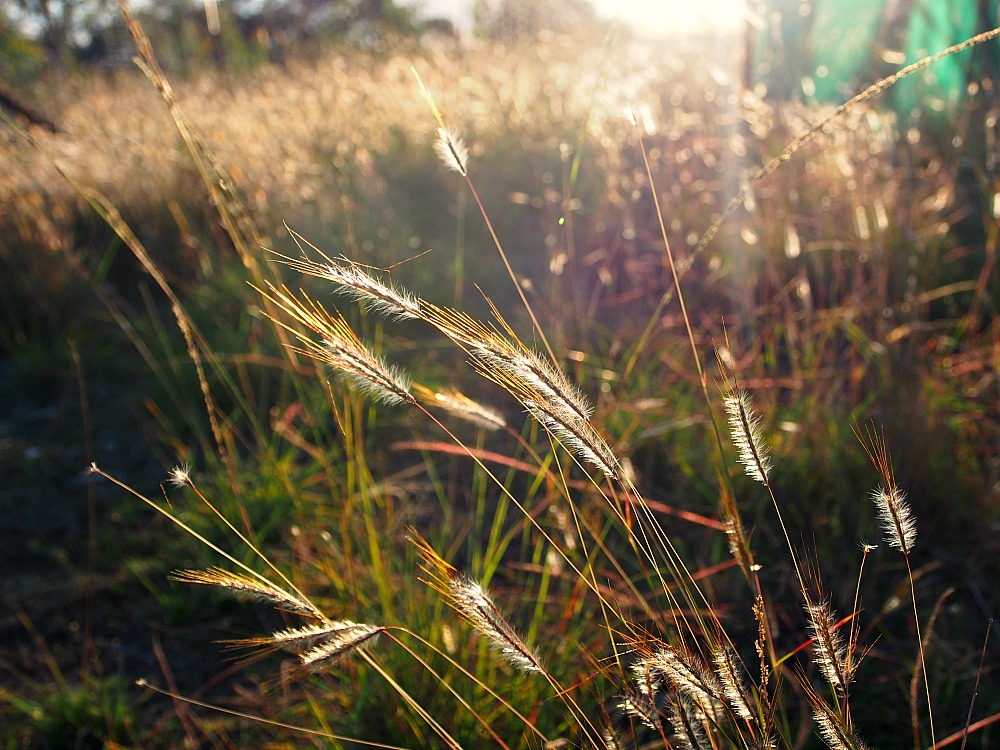 sunlit grass