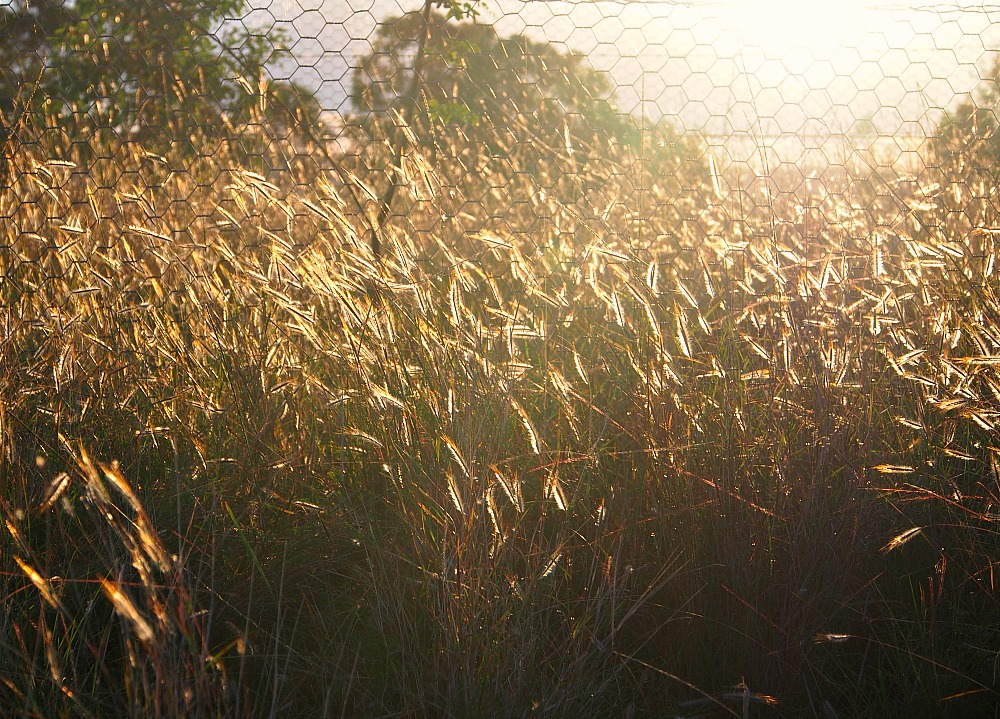sunlight through grass