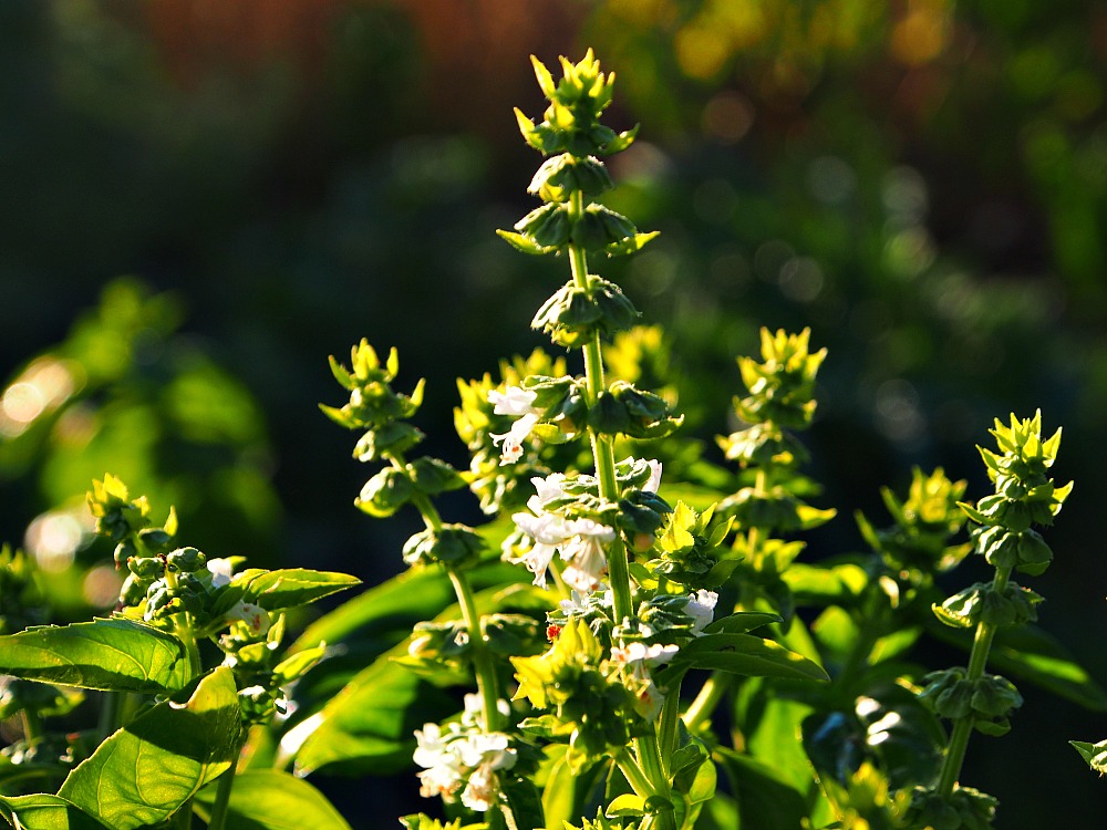 flowering basil