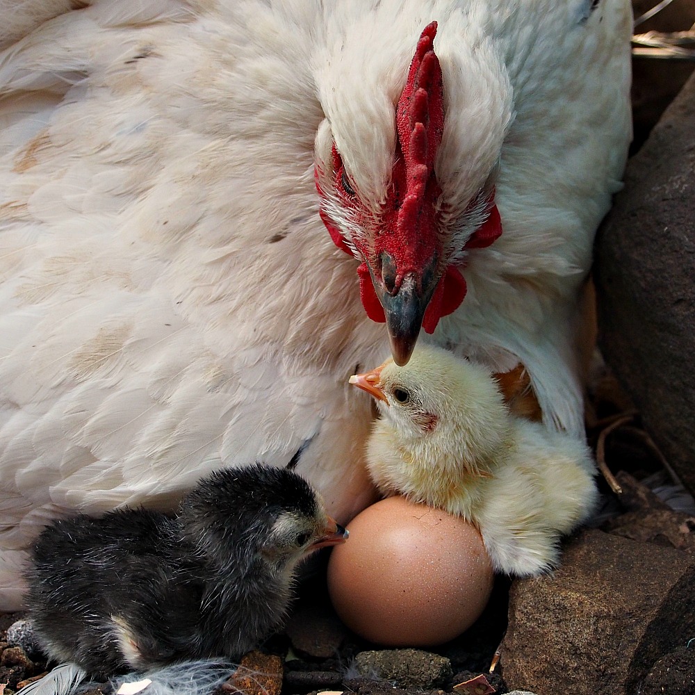 newborn sussex chicks