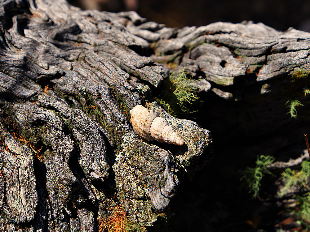 shell on a log