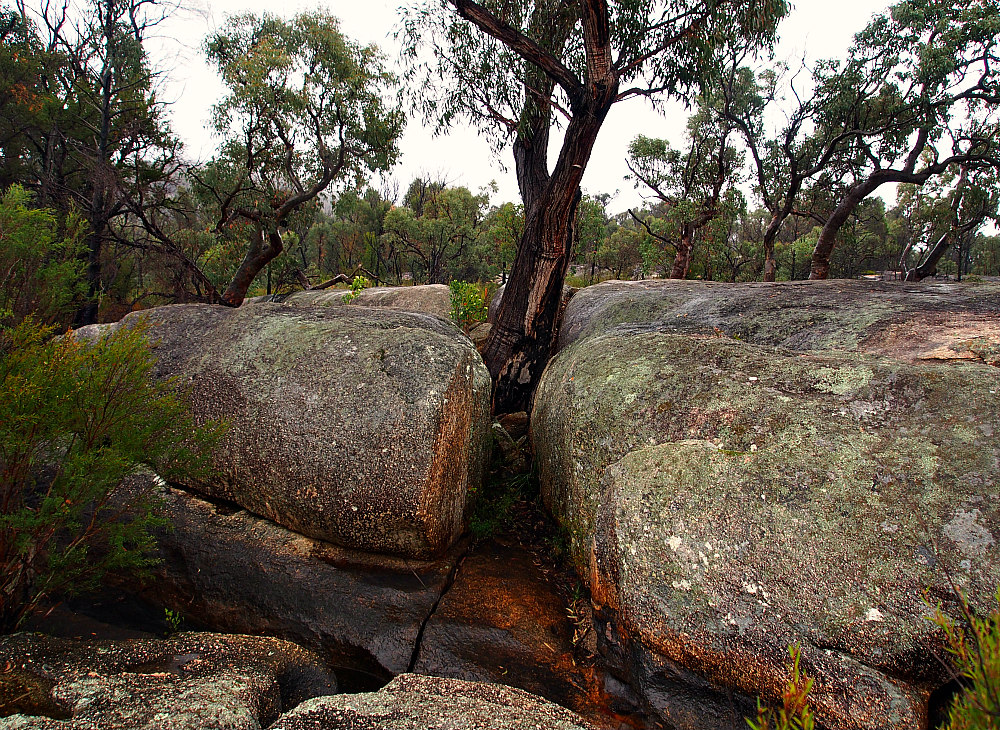 tree growing between boulders