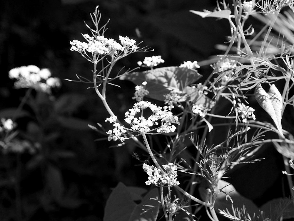 black and white caraway flowers