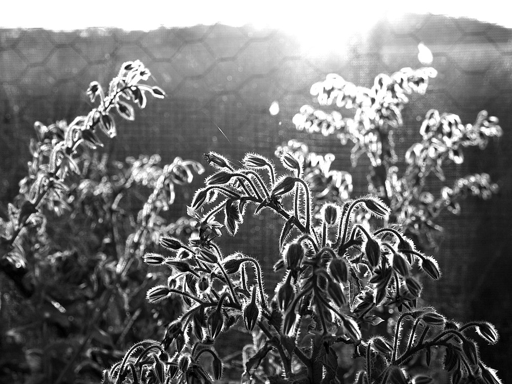 black and white borage flowers