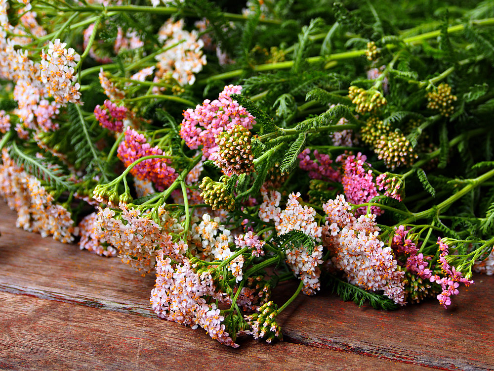 pink yarrow