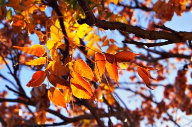 morning light through autumn leaves