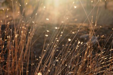 sunlight through wild grasses