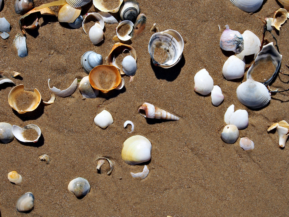shells on Tasmania beach