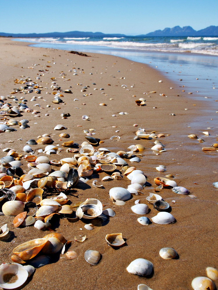 shells on Tasmanian beach
