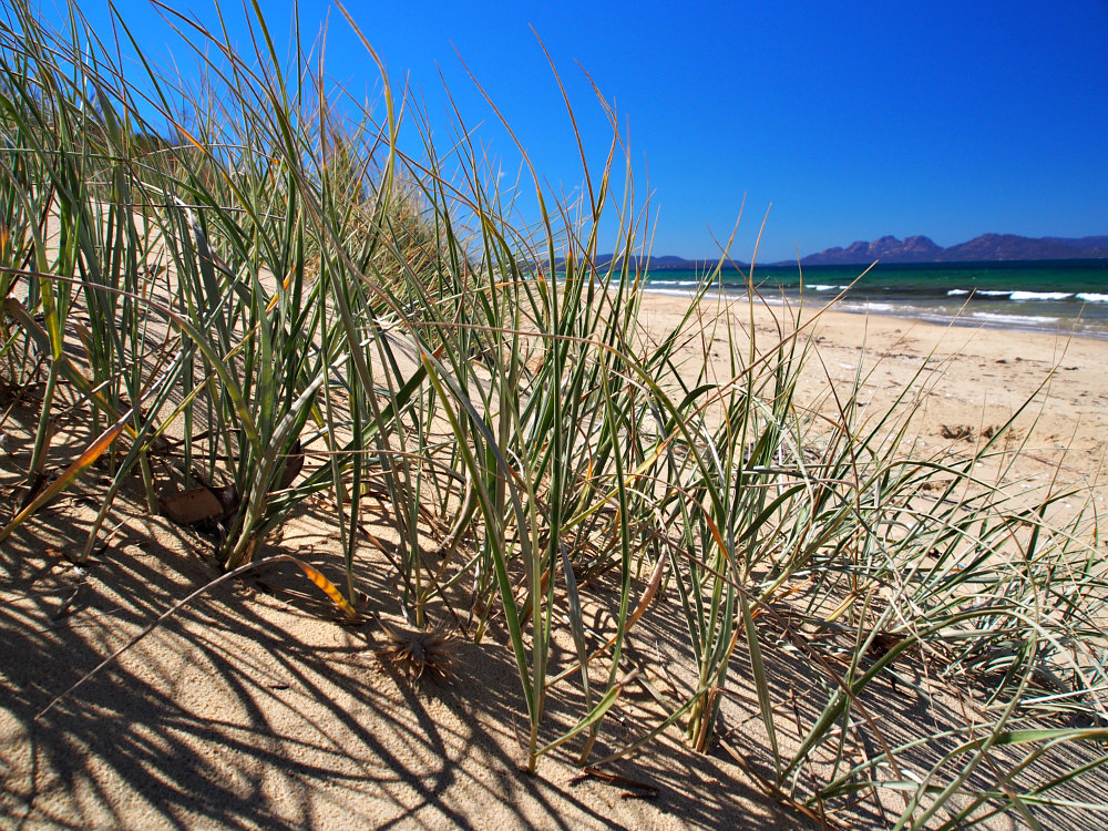 Tasmania sand dunes