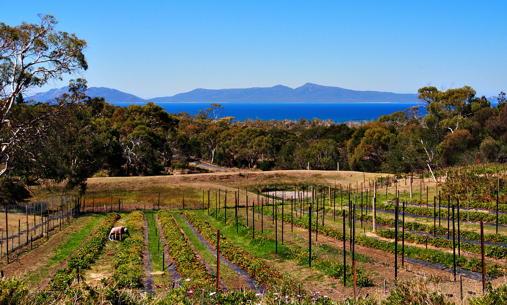 Kates Berry Farm Tasmania