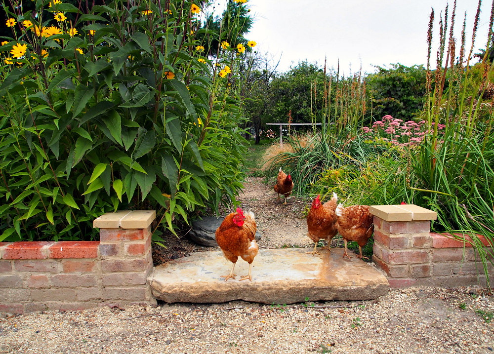 chickens at Armytage House
