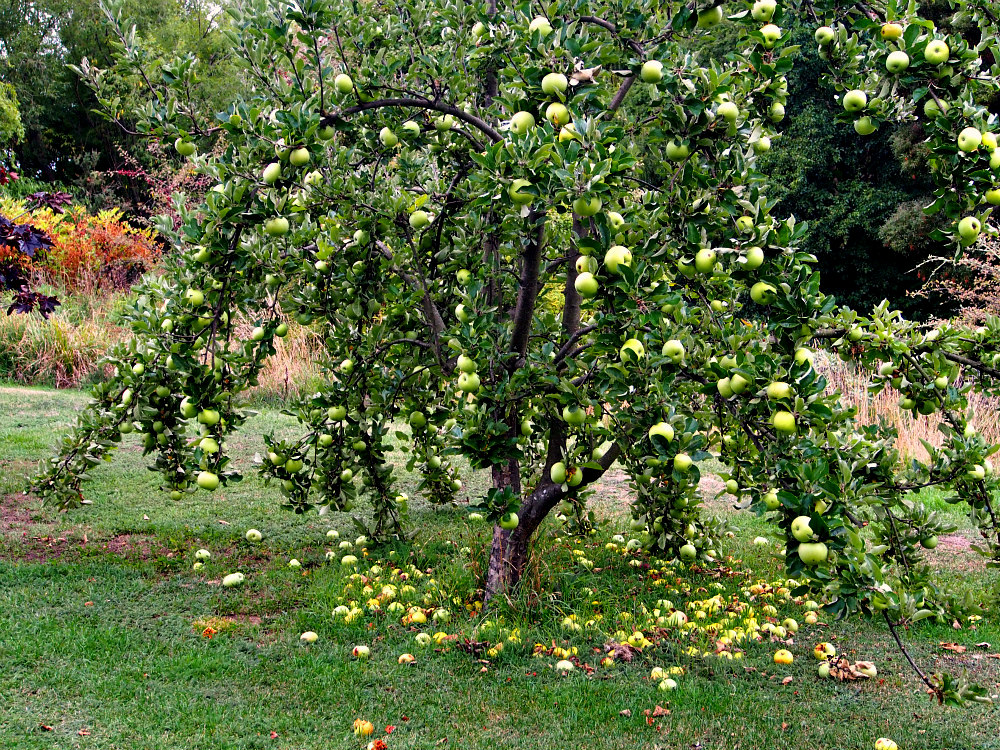 Tasmanian apple orchard