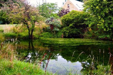 pond at Armytage House
