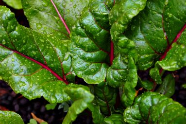 magenta silverbeet in the rain