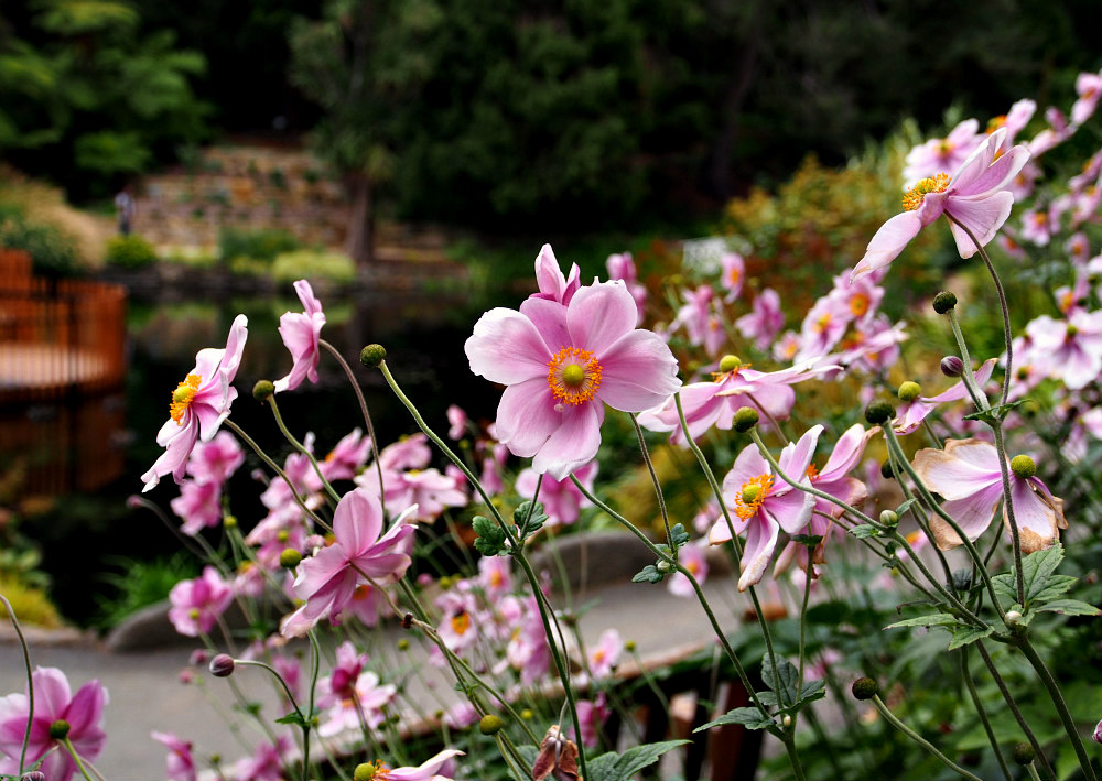 flowers at Royal Tasmanian Botanical Gardens