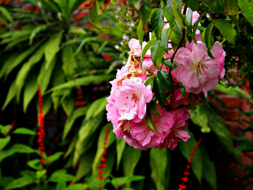 flowers at Royal Tasmanian Botanical Garden