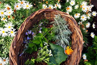 basket of herbs
