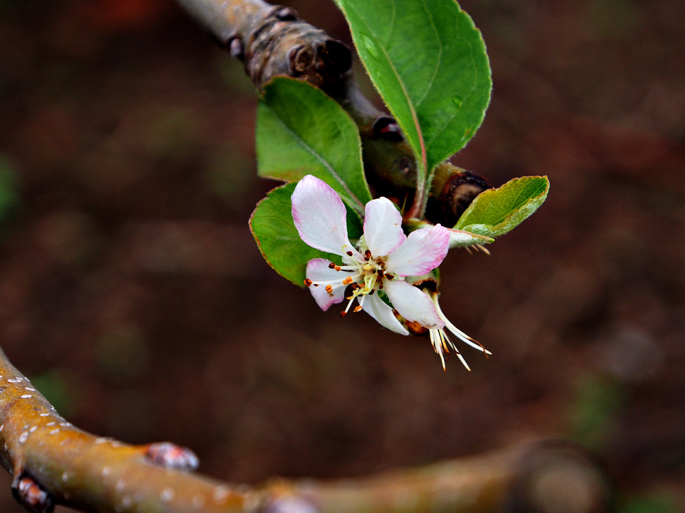 flowering apple tree