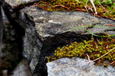 moss on rocks
