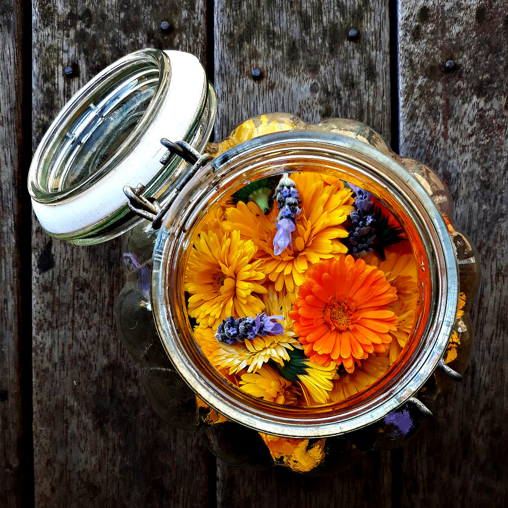 calendula and lavender flowers steeping in grape seed oil