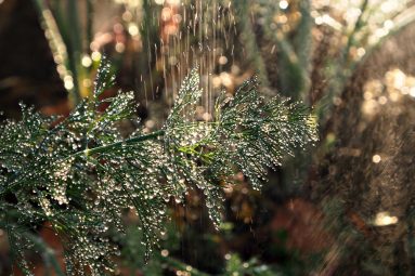 water droplets on dill
