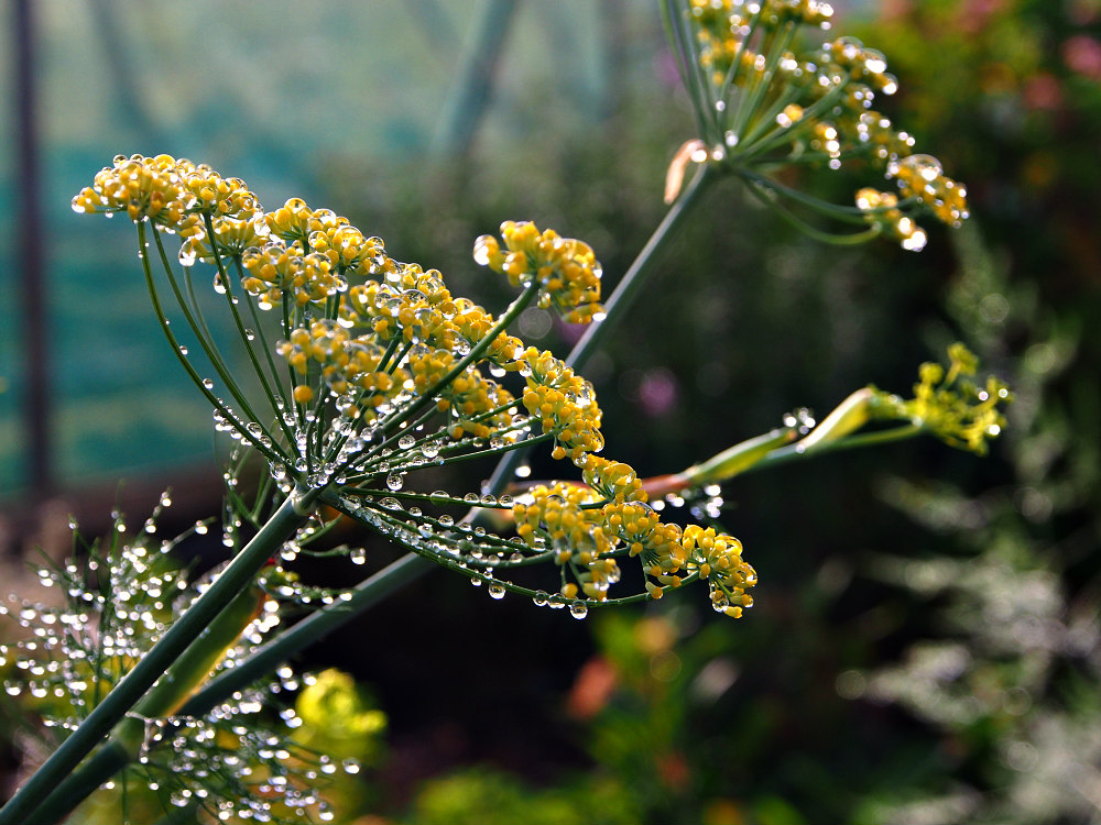 water droplets on dill